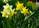 Narcissus Pseudonarcissus